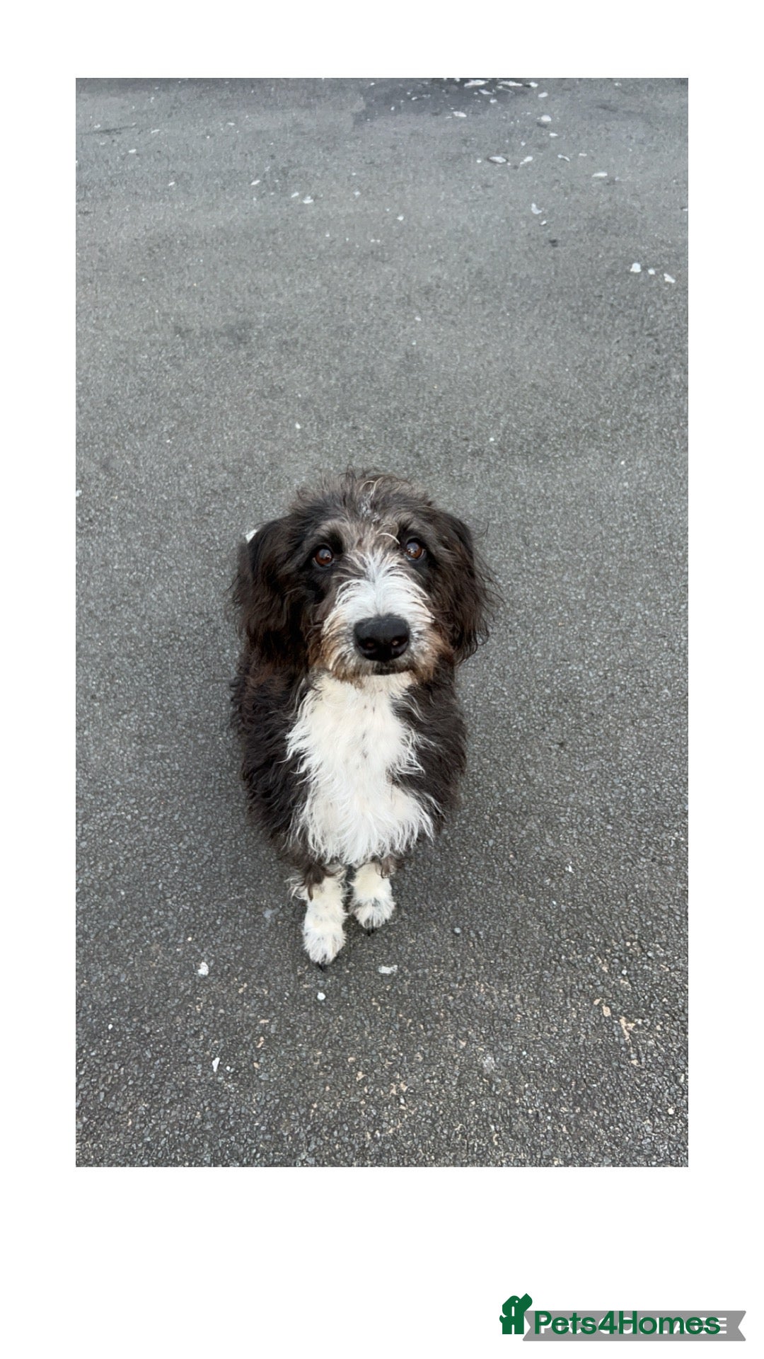 Whippet dogs Bedlington whippet rehome - Advert 6