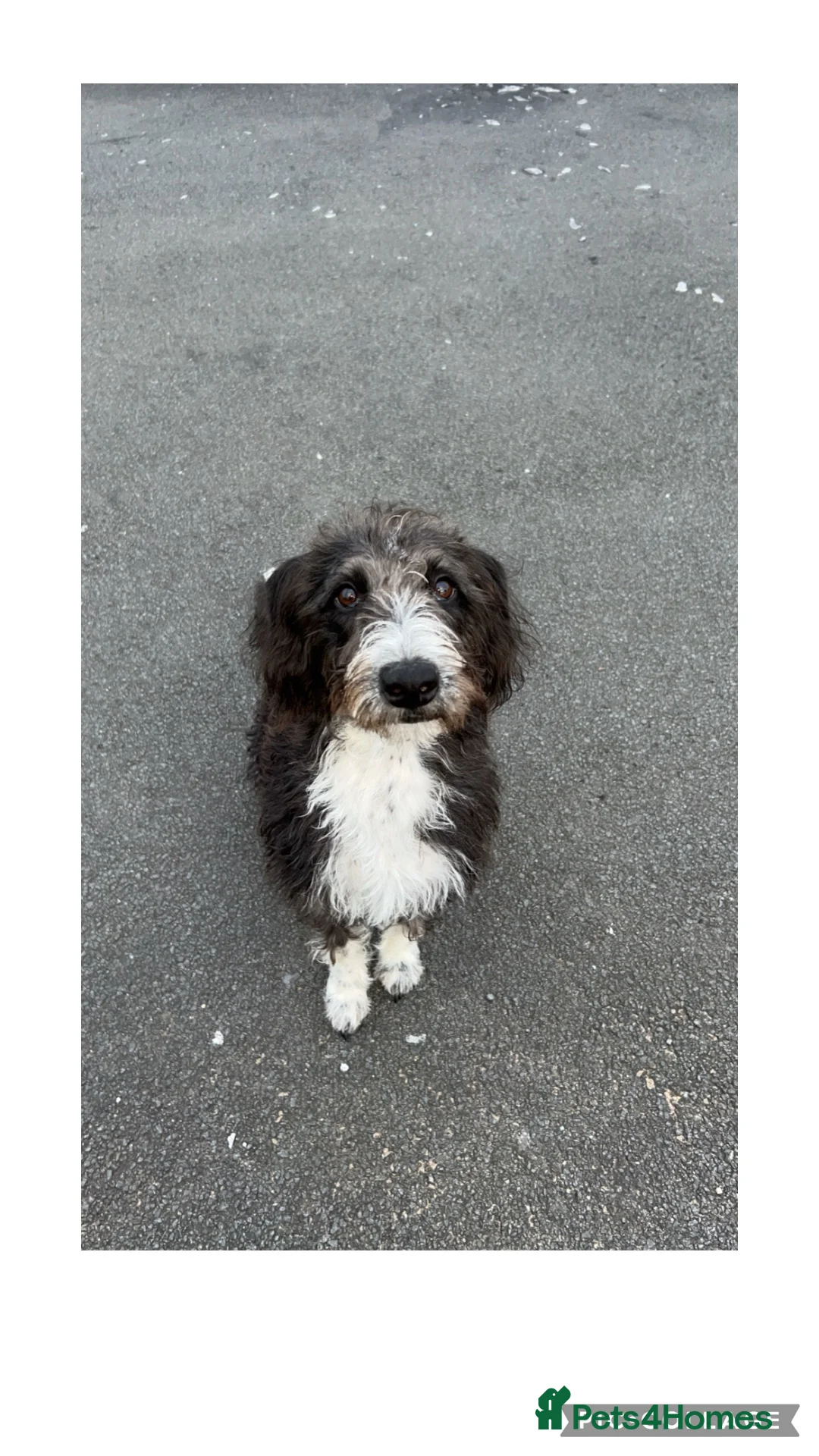 Whippet dogs for sale: Bedlington whippet rehome - Advert 1