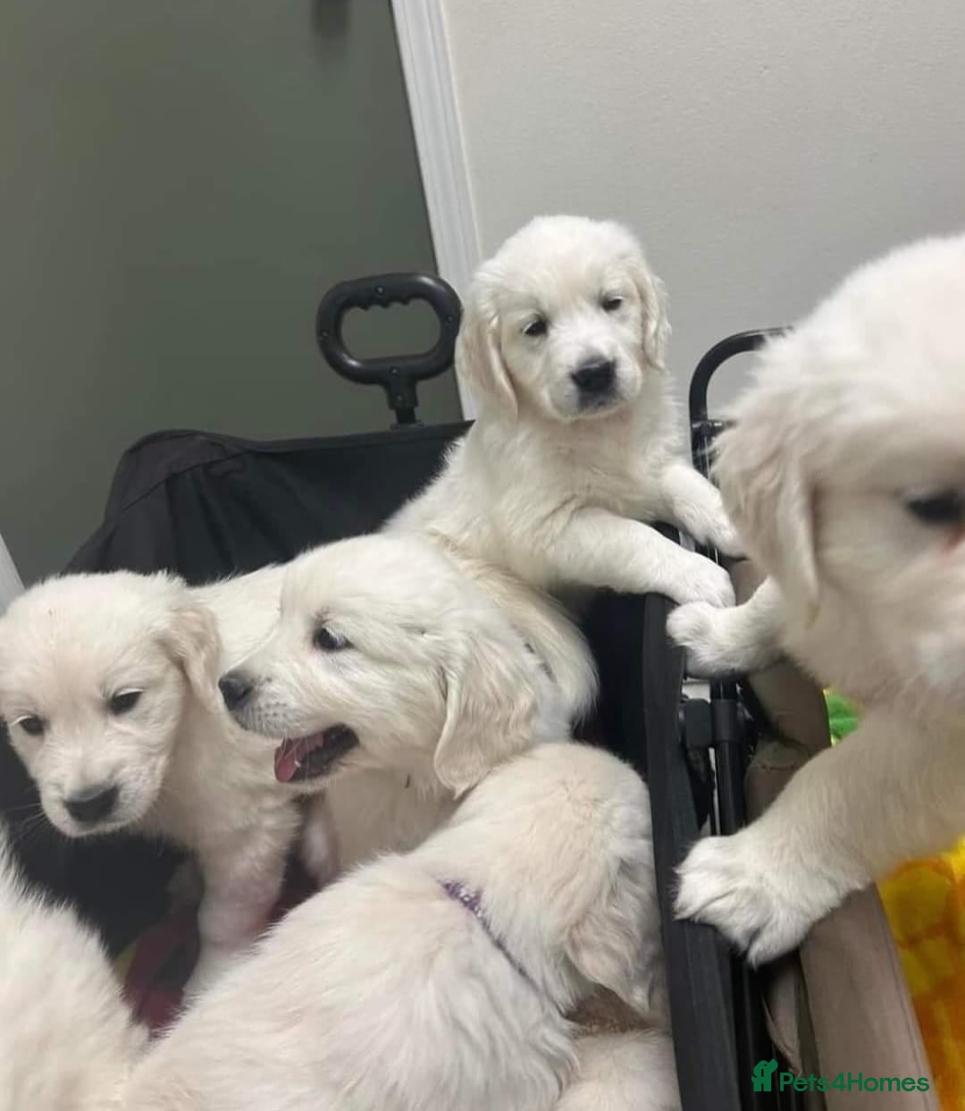 Golden Retriever dogs GOLDEN RETRIEVER PUPPIES STUNNING  - Advert 6