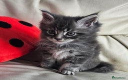 Maine Coon cats for sale: 2 stunning 3/4 Maine Coon boys - Image 5