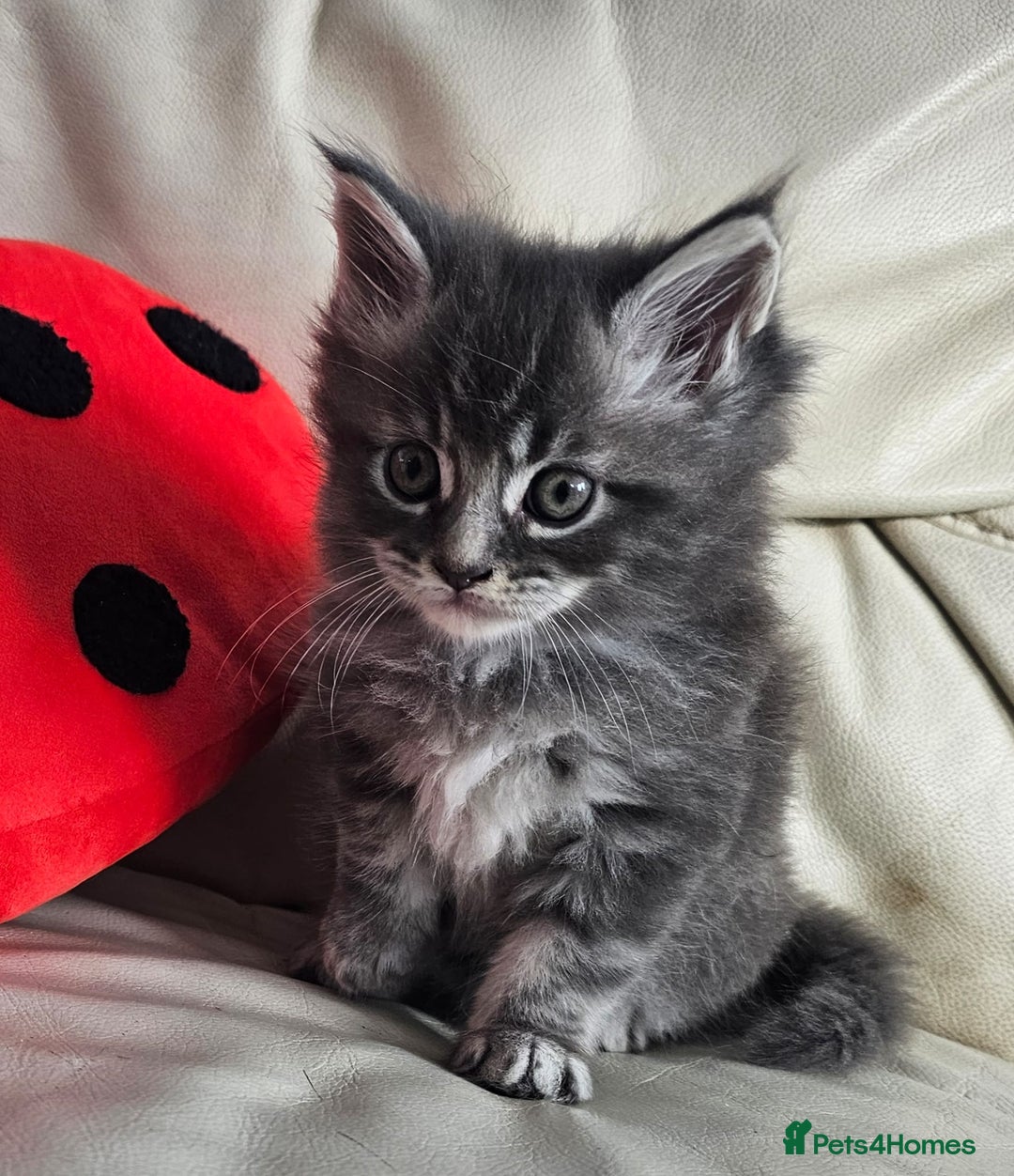 Maine Coon cats for sale: 2 stunning 3/4 Maine Coon boys - Image 5