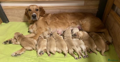 Golden Retriever dogs - Advert 4