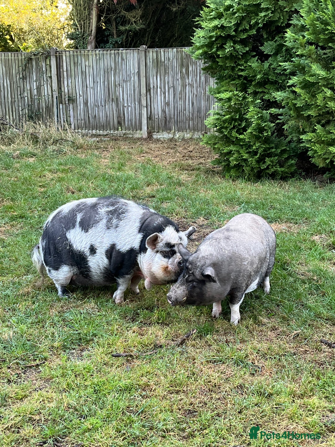 Pig livestock for sale: Re home Kune Kune and pot belly cross - Advert 2