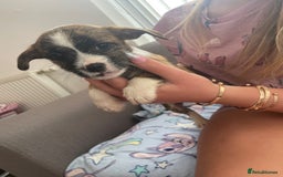 Jack Russell dogs for sale: Jack Russell puppies - Image 6