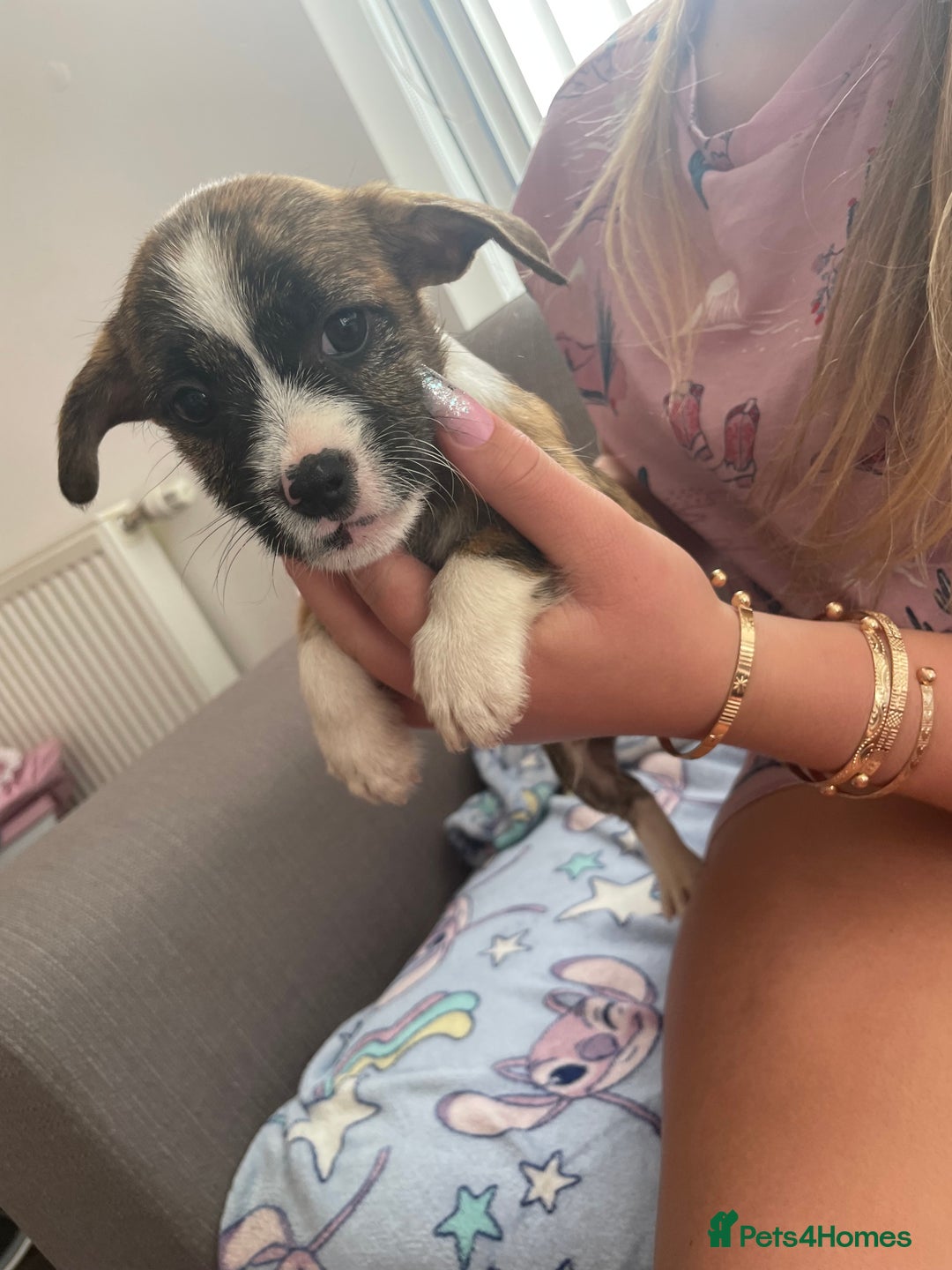 Jack Russell dogs for sale: Jack Russell puppies - Image 6