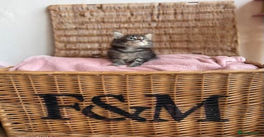 Maine Coon cats - Advert 8