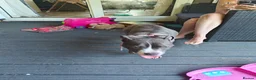 Mixed Breed dogs for sale: Blue Staffordshire bull terrier cross female - Advert 13