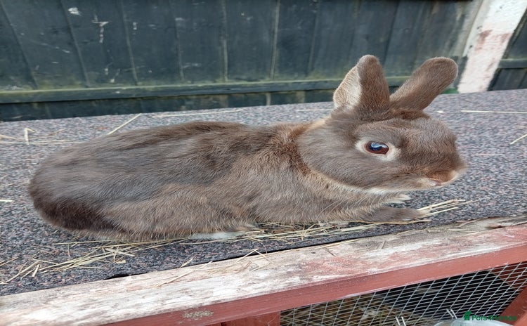 Netherland Dwarf rabbits - Advert 11