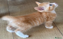 Mixed Breed cats for sale: Litter of mixed breed with British blue father  - Image 17