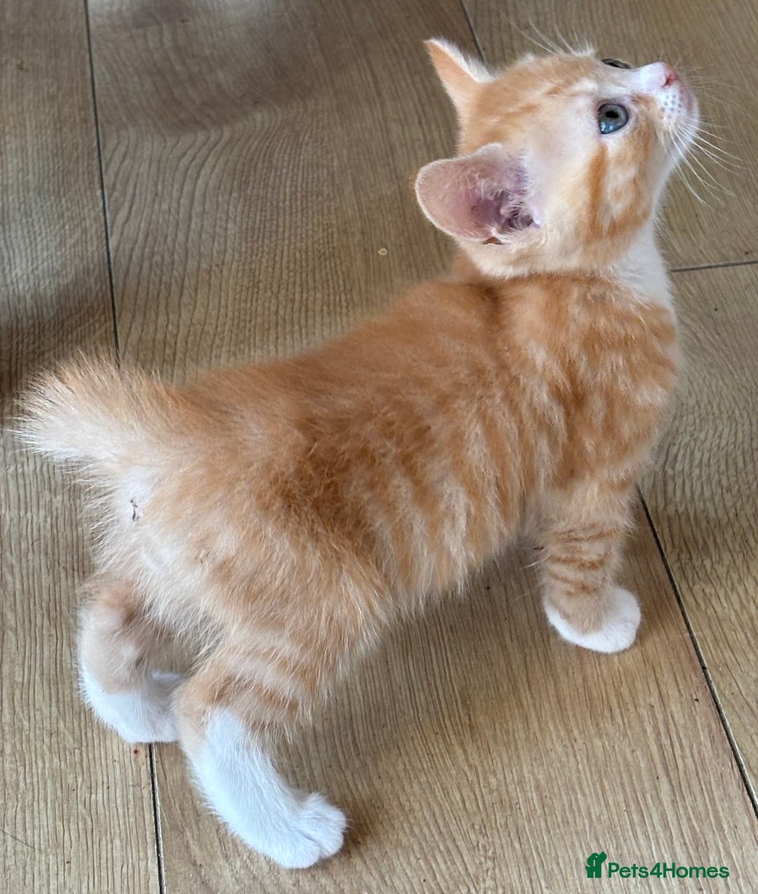 Mixed Breed cats for sale: Litter of mixed breed with British blue father  - Image 17