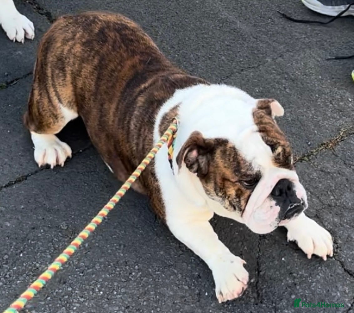 English Bulldog dogs Kc registered champion sired puppy’s  - Advert 2