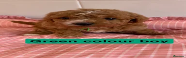 Green boy 