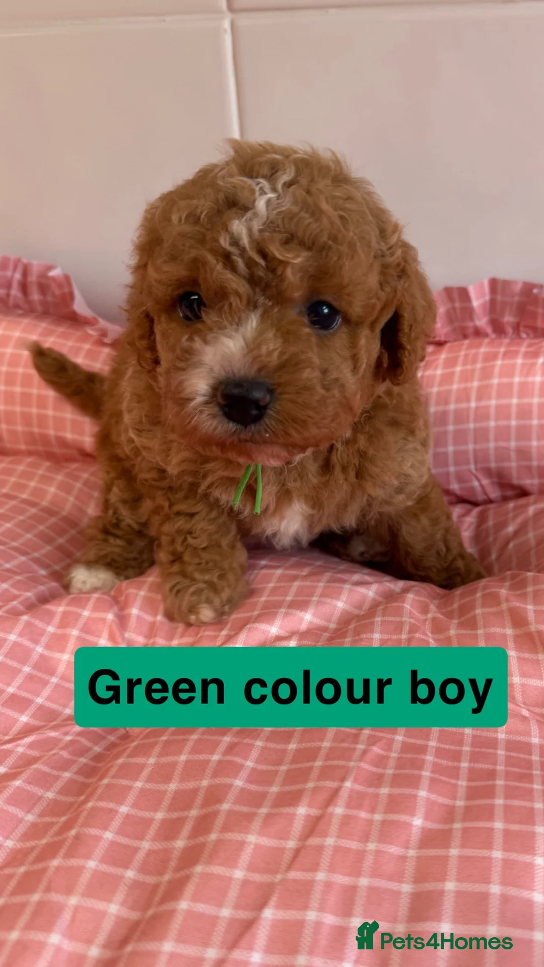 Cavapoochon dogs for sale: 🐾 8 Beautiful Cavapoochon Puppies - Advert 2