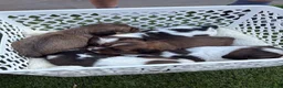 Mixed Breed dogs for sale: F1 Lhasaliers , all girls 💫 - Advert 11