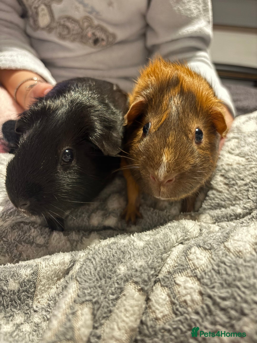 Guinea Pig rodents for sale: Shadow & Bear - Loving Guinea Pig Brothers - Image 5