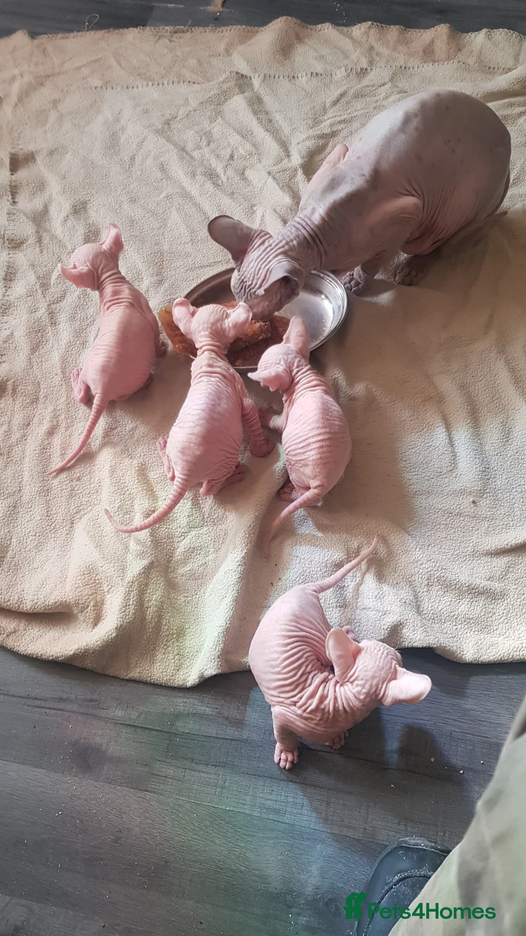 Sphynx cats for stud:  odd eyes shpynx elf ear STUD available.  in Colchester - Advert 7