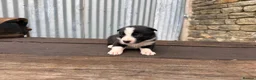 Border Collie dogs for sale: ISDS registered pups from amazing lines - Advert 10
