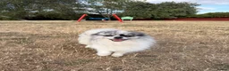 Pomeranian dogs for adoption: Pomeranian teenager that needs love and routine - Advert 2