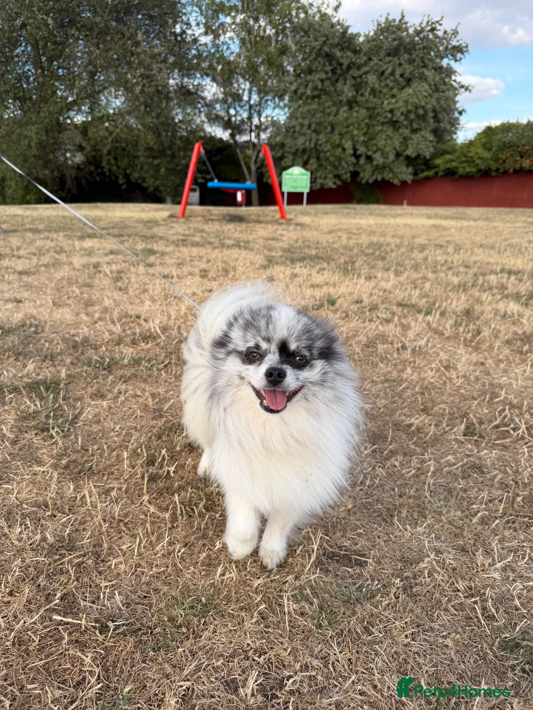Pomeranian dogs for adoption: Pomeranian teenager that needs love and routine - Advert 2