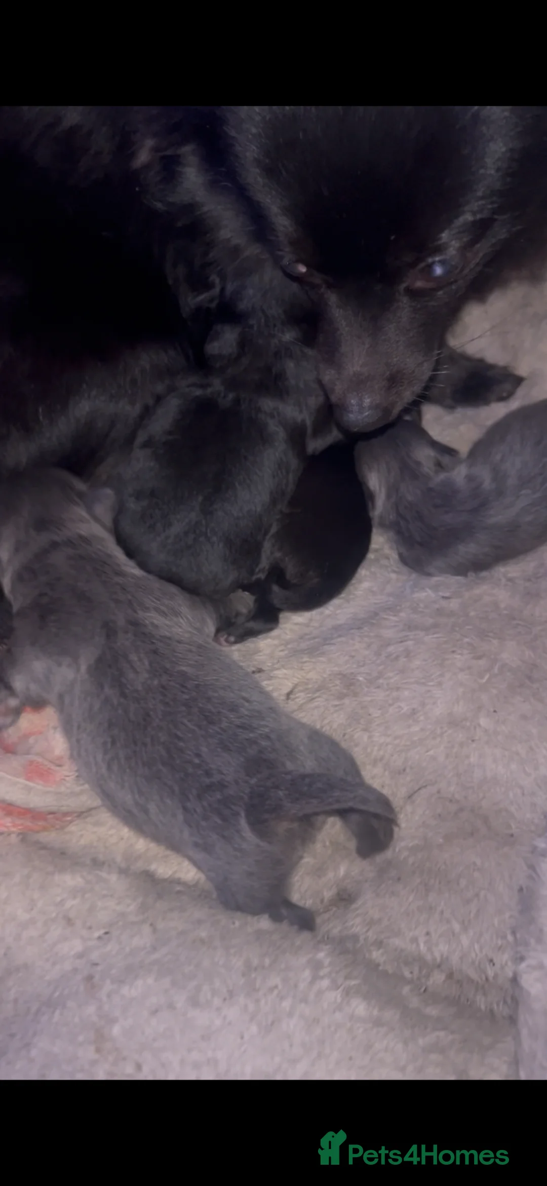 Pomeranian dogs for sale: Fox Face Pomeranian Puppies – Ready 2nd April - Advert 2