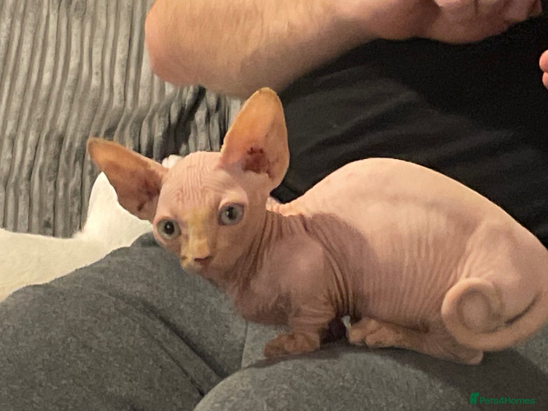 Sphynx cats for sale: Sphynx kittens  - Advert 17
