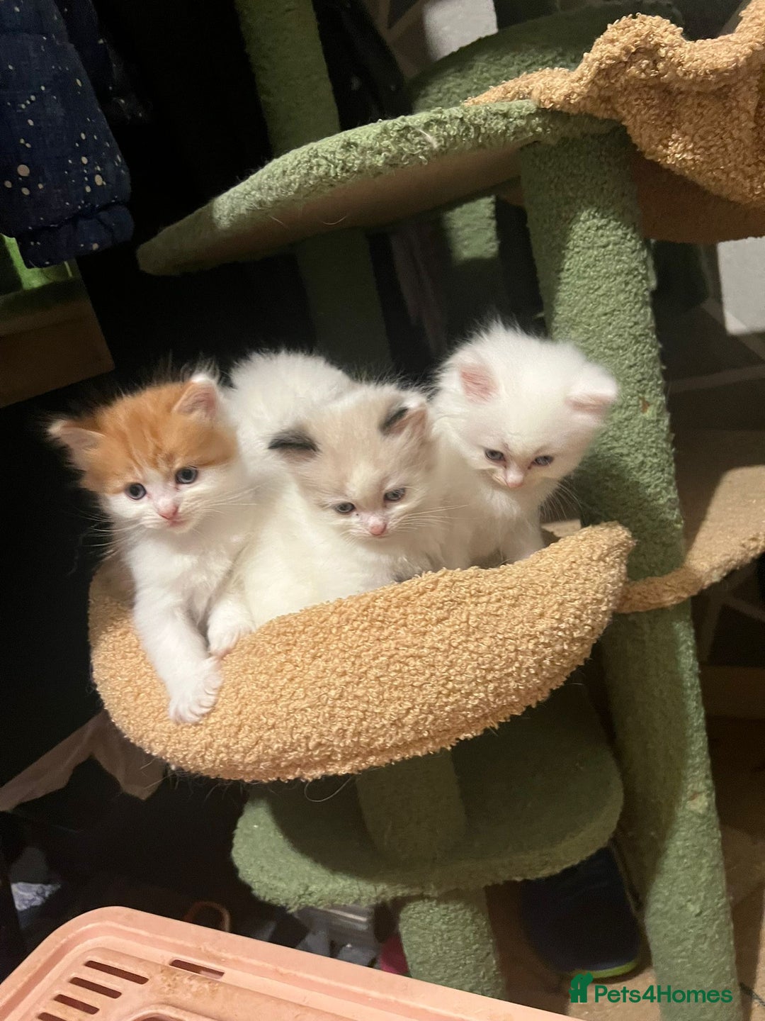 Ragdoll cats for sale: Half Ragdoll Kittens  - Advert 3