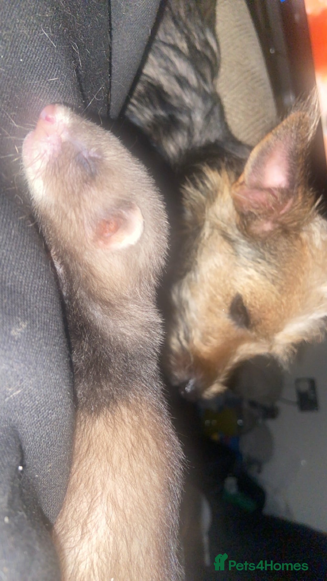 Ferret rodents for sale: Ferrets - Image 16