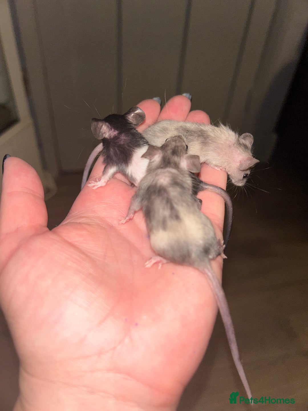 Mouse rodents for sale: Fancy mice 3 boys available  - Image 18