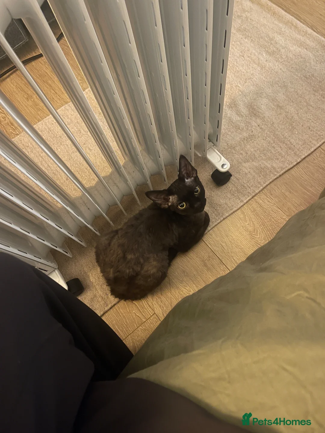 Devon Rex cats for sale: Rehoming Gizmo (devon rex kitten) - Advert 1