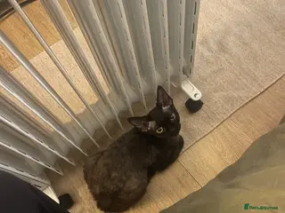 Devon Rex cats Rehoming Gizmo (devon rex kitten) - Advert 1