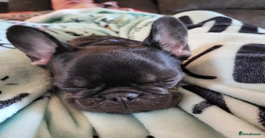 French Bulldog dogs - Advert 12
