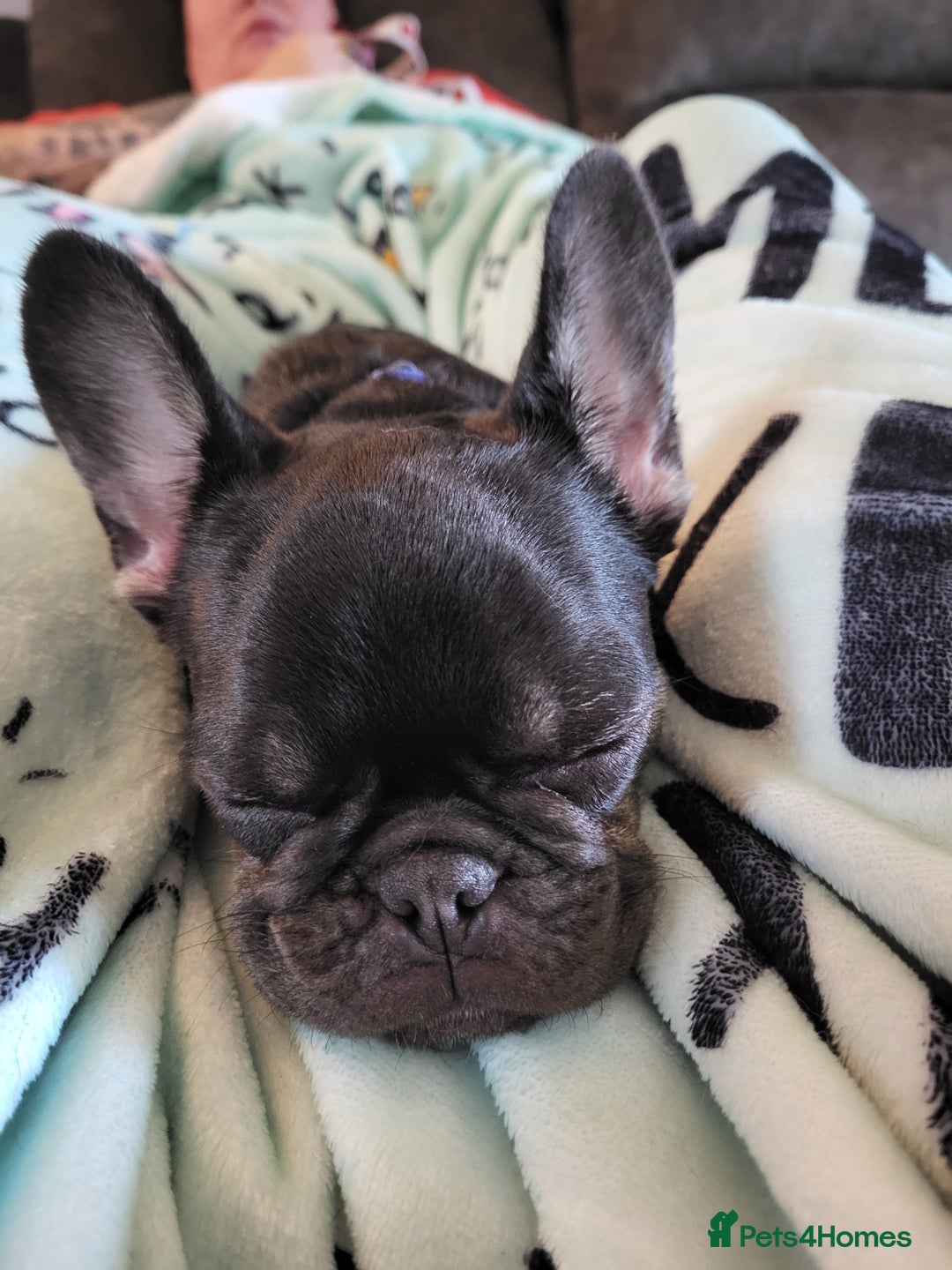 French Bulldog dogs for sale: Bitch Mini french bulldog - Image 3