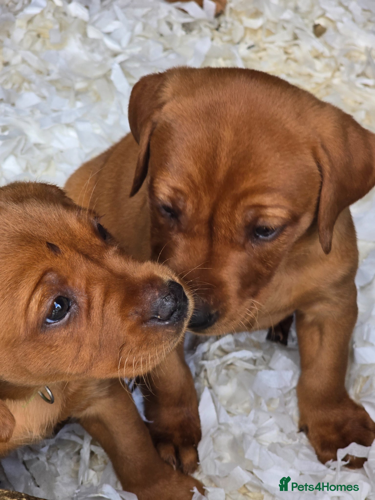 Labrador Retriever dogs Viewings now available Beautiful Fox Red Lab Pups - Advert 1