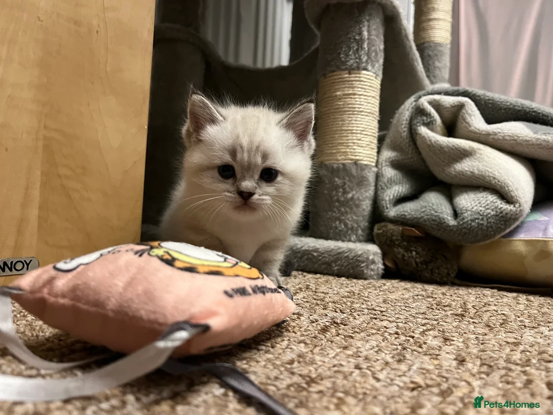 British Shorthair cats for sale: A beautiful kittens British shorthair  - Advert 31