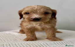 Cockapoo dogs for sale: ONLY 3 RED/WHITE COCKAPOO PUPPIES LEFT - Image 6