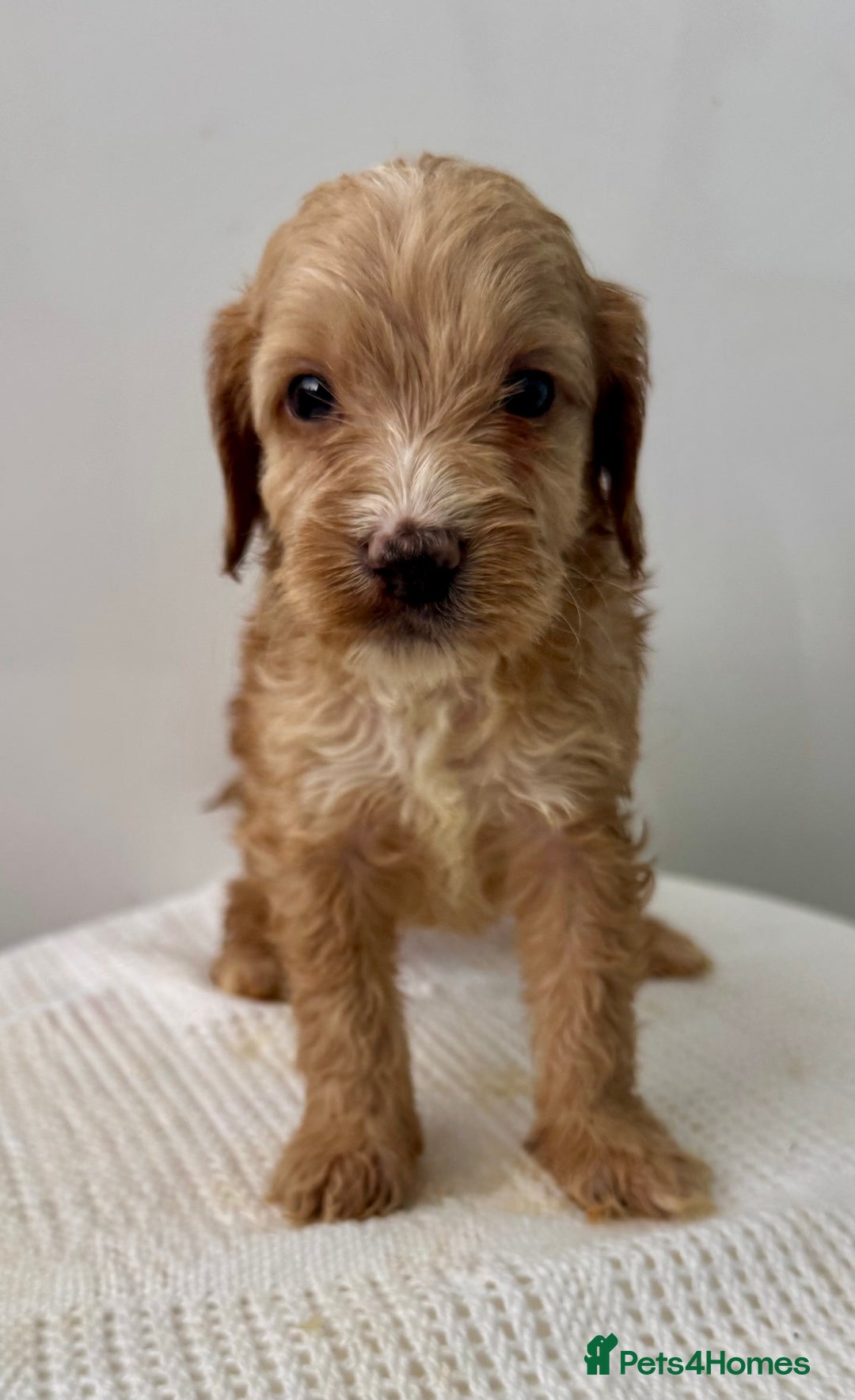 Cockapoo dogs for sale: ONLY 3 RED/WHITE COCKAPOO PUPPIES LEFT - Image 6