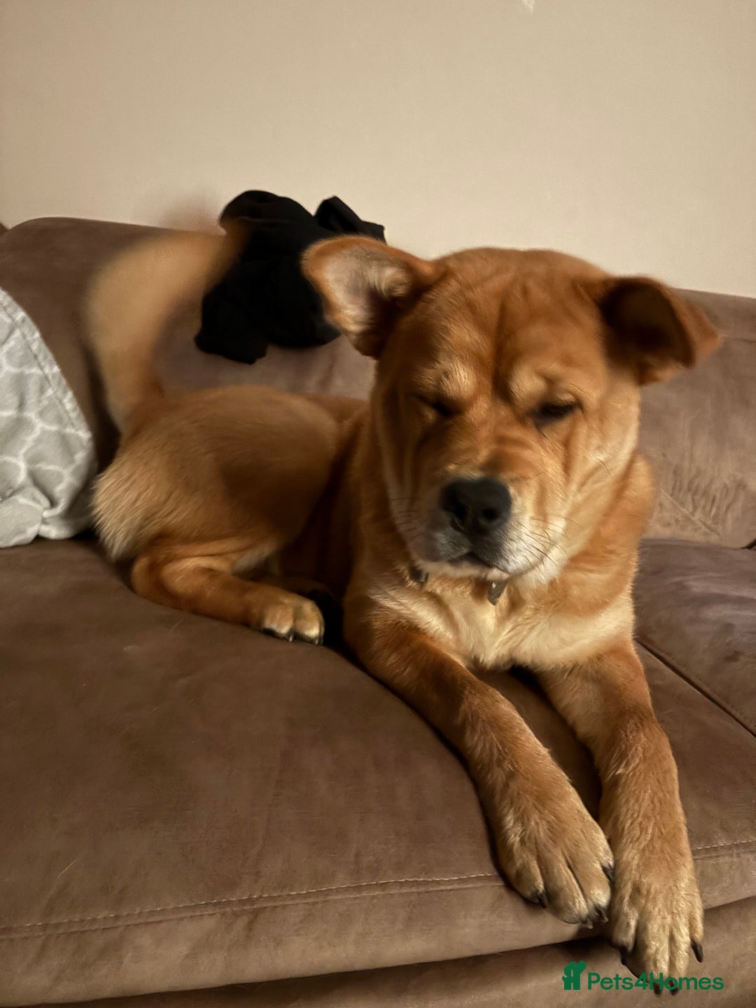Mixed Breed dogs for sale: Chow Chow X Rottweiler  - Image 6