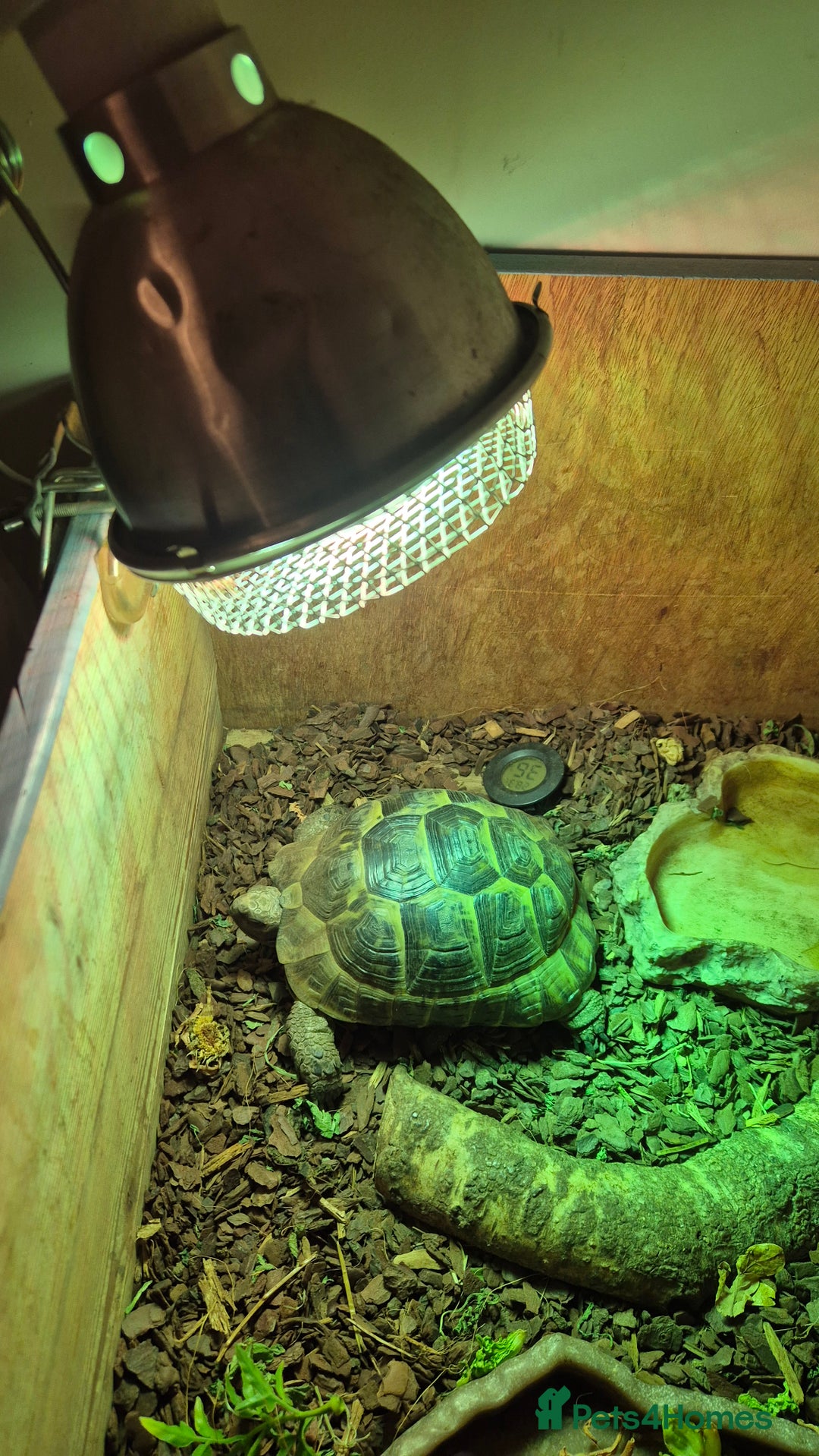 Tortoise reptiles for sale: Spur-thighed Tortoise - Advert 2