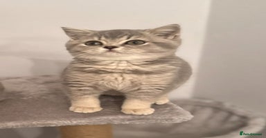 British Shorthair cats British shorthair blue ticked tabby girl  - Advert 7