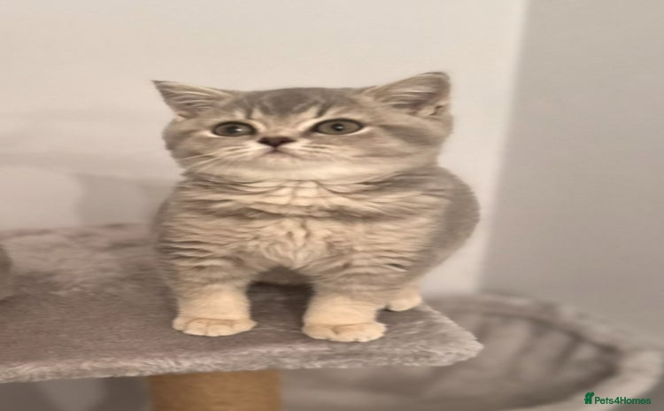 British Shorthair cats British shorthair blue ticked tabby girl  - Advert 15