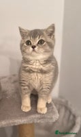 British Shorthair cats British shorthair blue ticked tabby girl - Advert 1