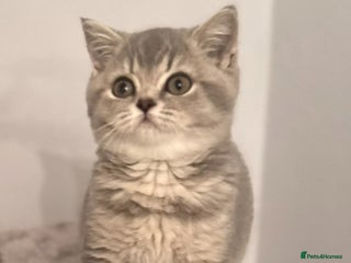 British Shorthair cats British shorthair blue ticked tabby girl - Advert 1