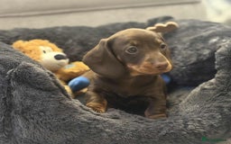 Miniature Dachshund dogs for sale: Miniature smooth haired Dachshund puppies  - Image 4