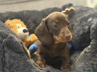 Miniature Dachshund dogs Miniature smooth haired Dachshund puppies - Advert 6