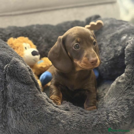 Miniature Dachshund dogs Miniature smooth haired Dachshund puppies - Advert 16
