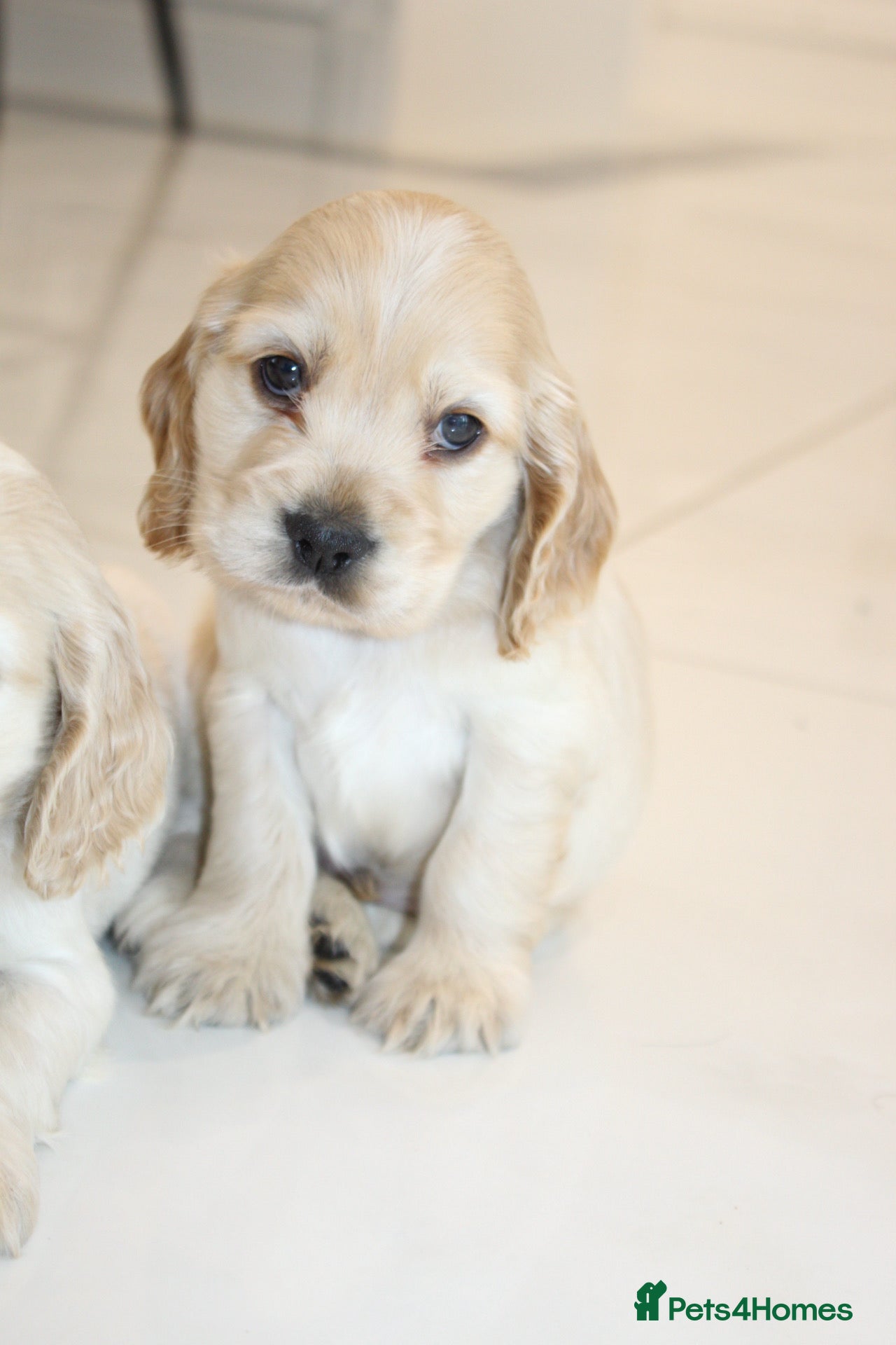 Cocker Spaniel dogs Super Cute little boys NOW READY! - Advert 11