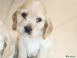 Cocker Spaniel dogs Super Cute little boys NOW READY! - Advert 11