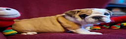English Bulldog dogs for sale: 😍 Beautiful English Bulldog puppies 🥰 - Advert 7