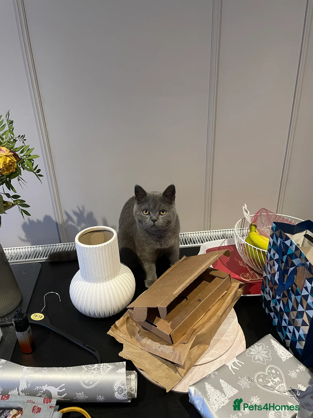 British Shorthair cats for sale: 11 month old British Blue for Sale - Advert 7
