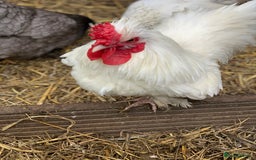 Chickens poultry for sale: 10 year old miniature bantam cockerel  - Image 4